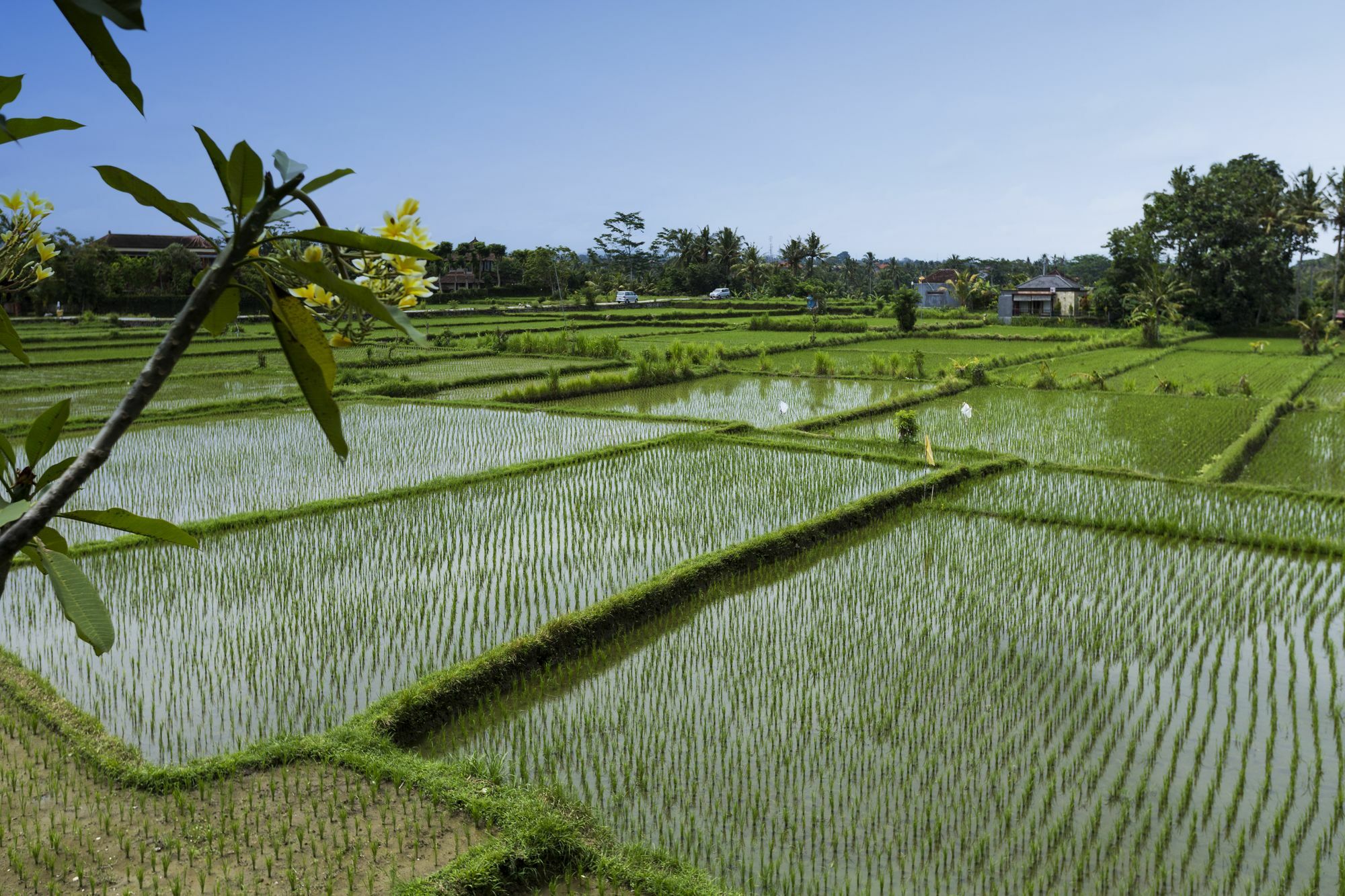 Wisma tamu Murni's Ligondi Ubud (Bali)